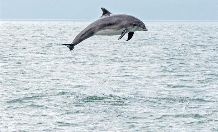 Dolphin Spotting Boat Trips